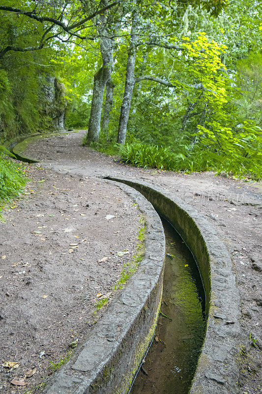 Forest view along the Vereda dos Balcões in the mountains of Madeira island